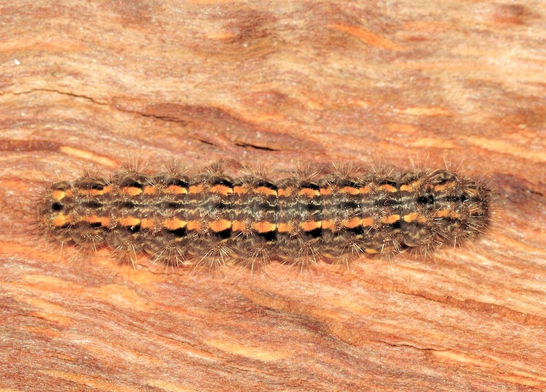 Larva di Eilema caniola